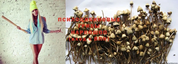 гашик Вязьма